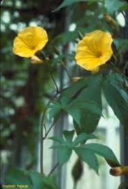 Image result for Merremia tuberosa