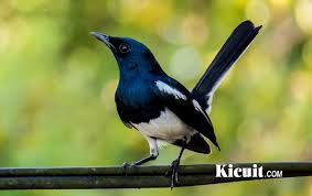 Kicau sikatan belang decu kembang campursari masteran pikat pancingan burung decu full audio. Cara Mudah Membedakan Burung Kacer Betina Dan Jantan Kicuit Com