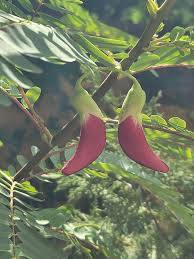 Image result for Sesbania macrantha