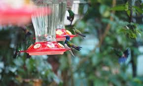 Its weight is 2.6 grams and length is 2.2 inches. An Ashram For The Hummingbird The Trinidad Haven For World S Tiniest Bird Birds The Guardian