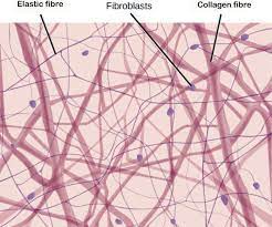 Areolar Tissue 40x Labeled Fibroblasts Google Search Loose Connective Tissue Adipose Tissue Collagen Fibers