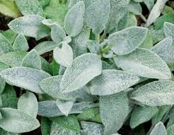 Bodendecker Die Schonsten Pflegeleichten Sorten Plantura In 2020 Bodendecker Einfache Gartengestaltung Blumen Fur Garten