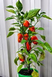 How To Grow Chillies Peppers And Capsicums Plantar Pimenta Plantas Indoor Pimentas