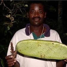 Image result for Berlinia orientalis