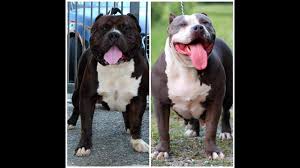 They are very gentle and loving toward other animals and especially people. American Bully Xxl Youtube