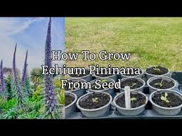 Image result for Echium