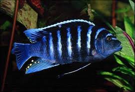 Image result for Odontosoria afra