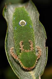 Black And White Striped Caterpillar With Orange Head Tawny Rajah Butterfly Dragonhead Caterpillar Charaxes Bernardus Charaxinae Nymphalidae Beautiful Bugs Bugs And Insects Insects