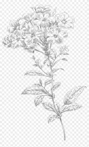 It's required to give attribution if you use this image on your website Line Art Flowers Transparent Flower Drawing Png Clipart 666962 Pikpng