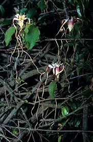 Image result for Strophanthus bequaertii