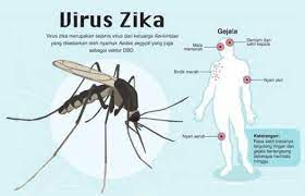 Ditularkan melalui gigitan nyamuk aedes. Wabah Virus Zika Akibat Gigitan Nyamuk