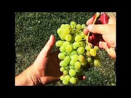 14 Videos Pour Savoir Comment Reussir La Taille De La Vigne Et Des Arbres Fruitiers Bio Abricotiers Cerisiers Pec En 2020 Taille Arbre Fruitier Arbre Fruitier Vigne