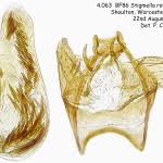 Image result for Stigmella roborella