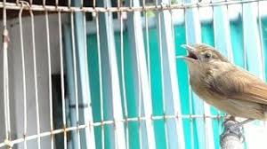 You can streaming and download for free here! Burung Flamboyan Jantan Dan Betina Burung Sikatan Londo Si Penyanyi Malam Yang Bersuara Merdu Kumparan Com Burung Ini Memiliki Ukuran Tubuh Yang Kecil Panjangnya Sekitar 11 Cm Dengan Ekor Arianne Lipka