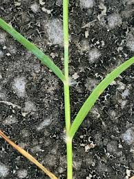 Image result for Eragrostis atrovirens