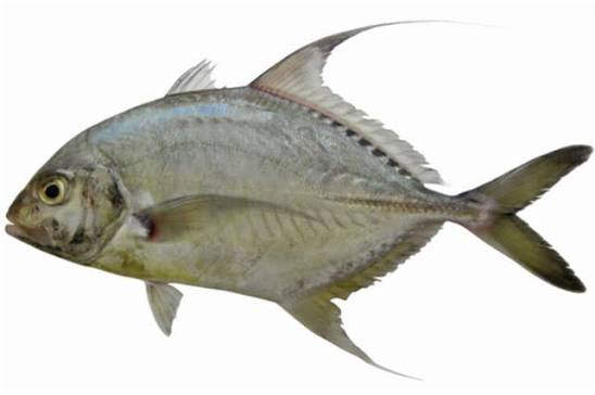 Carangichthys dinema