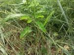 Image result for Phyllanthus omahakensis