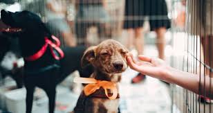 We no longer run the trap, neuter and release programme and hence shifting our focus on the well being of our residents. Volunteer At An Animal Shelter In Lithuania Es Corps Voluntouring Org