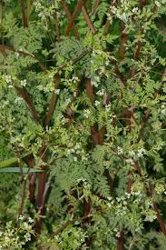 Image result for Lefebvrea longipedicellata