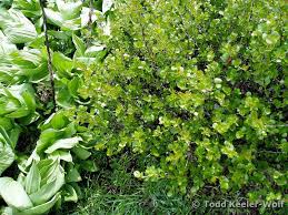 Image result for Asystasia glandulosa