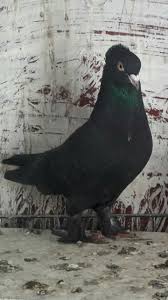 Blt Blt Adli Kullanicinin Guvercin Pidgeon Panosundaki Pin Vahsi Yasam Guzel Kuslar Kus