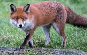 Some have been rescued as kits and brought up with cats. Fox Attacks Are Foxes Dangerous Do They Attack Babies And Children And Have There Been Any Recent Incidents