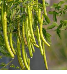 Image result for Senna obtusifolia