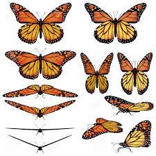 Butterfly pose also known as purna titli asana is similar to the bound angle pose. Monarch Butterfly In Different Poses Royalty Free Cliparts Vectors And Stock Illustration Image 4719437