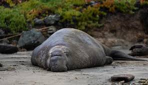 Maybe you would like to learn more about one of these? 17 Hewan Raksasa Zaman Purba Dan Modern Mengerikan