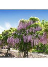 In this post, you can see the workable wisteria roblox codes 2021. Tree Wisteria Bolusanthus Specious Category