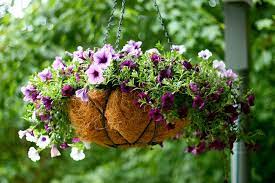 Water whenever the top couple of inches of soil feels dry to the touch. How To Keep Petunias Beautiful In A Hanging Basket Garden Down South