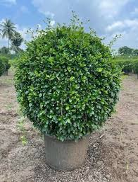 Image result for Malpighia