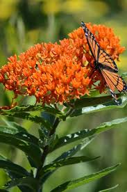 Asclepias Tuberosa Garden Zone 6a Butterfly Weed Butterfly Plants Plants