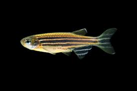 Glofish Sunburst Orange Striped Danio Glofish Fish Pet Glofish Aquarium