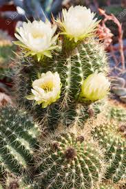 See more ideas about cactus, cactus flower, cactus flowers. Succulent Spiny Cactus With Yellow Flowers Stock Photo Picture And Royalty Free Image Image 63935441