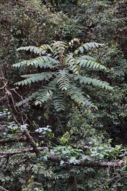 Image result for Polyscias fulva