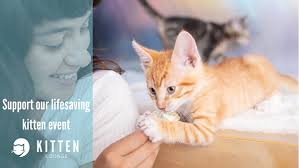 Tiny Beans Kitten Lounge by CatCafe Lounge