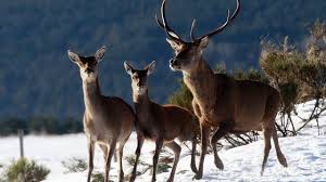 emanˈɥɛl ʒɑ̃ miˈʃɛl fʁedeˈʁik makˈʁɔ̃; Prison Avec Sursis Contre Cinq Suiveurs De Chasse A Courre Pour Avoir Violente Des Anti Chasse L Express