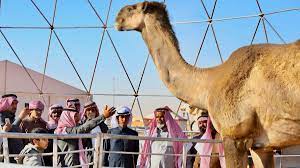 17 camels and 3 sons. Watch The Tallest Camel In The World At The Saudi Camel Festival Al Arabiya English