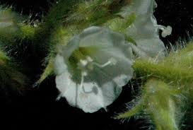 Image result for Seddera suffruticosa