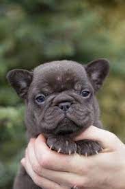 Chocolate French Bulldog Puppy Now Living In Washington State Bulldog Puppies Bulldog Puppies For Sale French Bulldog Puppies