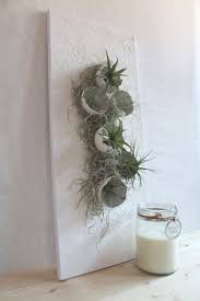 Diy Pflanzenbild Mit Betonschalen Und Tillandsien In 2020 Diy Plants Potted Plants Patio Ideas Plant Pictures