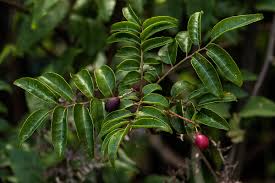 Image result for Clausena anisata