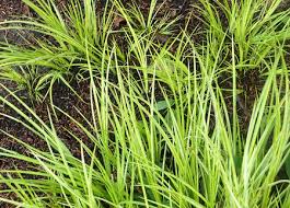 Image result for Tetragonia spicata