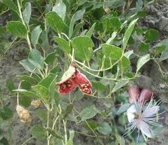Image result for Capparis fascicularis