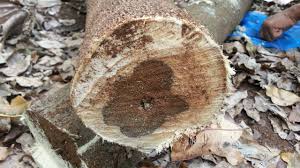 Agarwood agallochum malaccense is nutrient dense herb support for bad breath and mouth odor, sleep disorders, lose weight and antidepressants. Applying The Mystery Of Oud To Sustainable Development Impakter