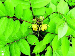 Image result for Senna occidentalis