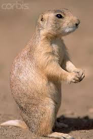 Image result for Cynomys gunnisoni obrázek