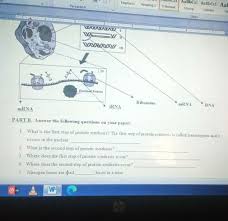 If necessary, click release enzyme. Solved Protein Synthesis Worksheet Part A Read The Follo Chegg Com