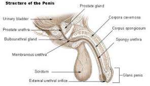 Hence, the common question of how to get rid of a yeast infection fast. Can Men Get Yeast Infections What Every Man Woman Should Know